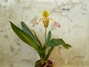 Paphiopedilum Paph. lowii x sib (Gigantic x var. album Albino Beauty CHMAOS) (Orchid Inn) (2)